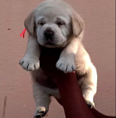 Order Female Labrador Retriever Puppy from Jaipur